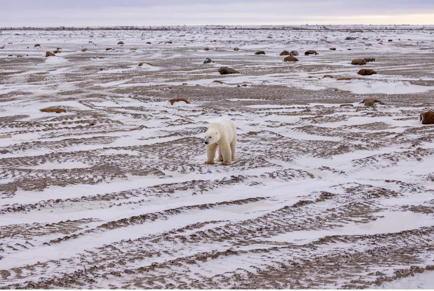 a polar bear comes in from the shore