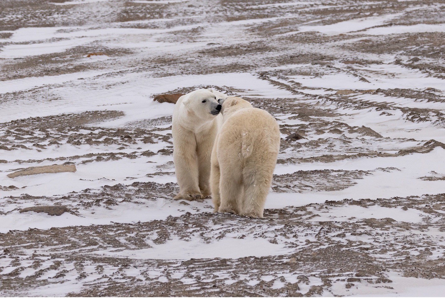 two polar bears meet and touch noses