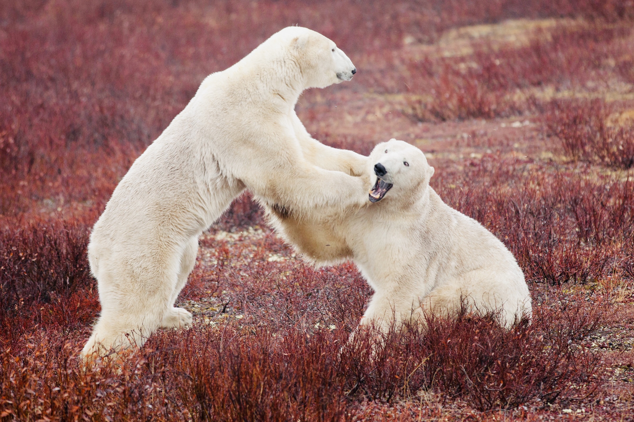 two male polar bears spar on a red tundra in canada