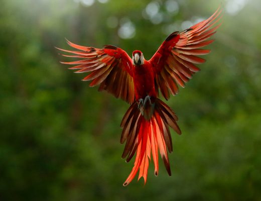 a colorful macaw flies in the amazon