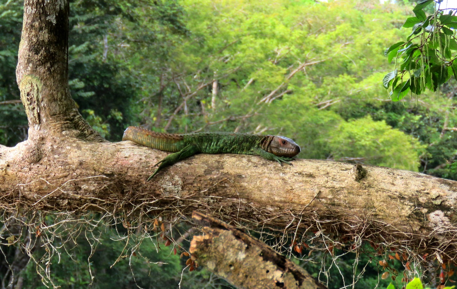 a large lizard basks on a tree in the amazon