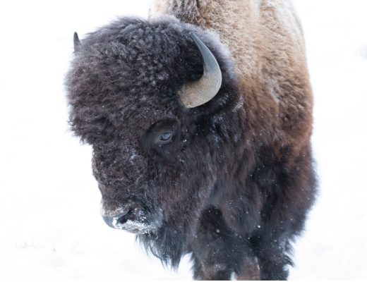 a bison appears against a snowy backdrop in yellowstone national park