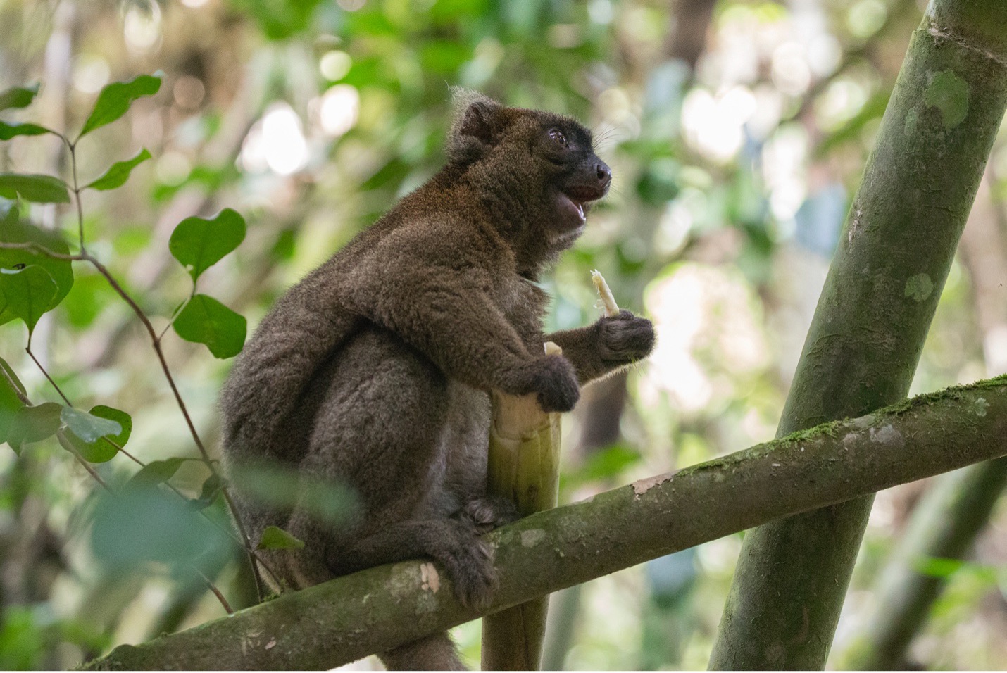 bamboo lemur in backlit conditions