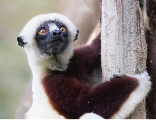 a sifaka perches in a tree with a uniform tope background