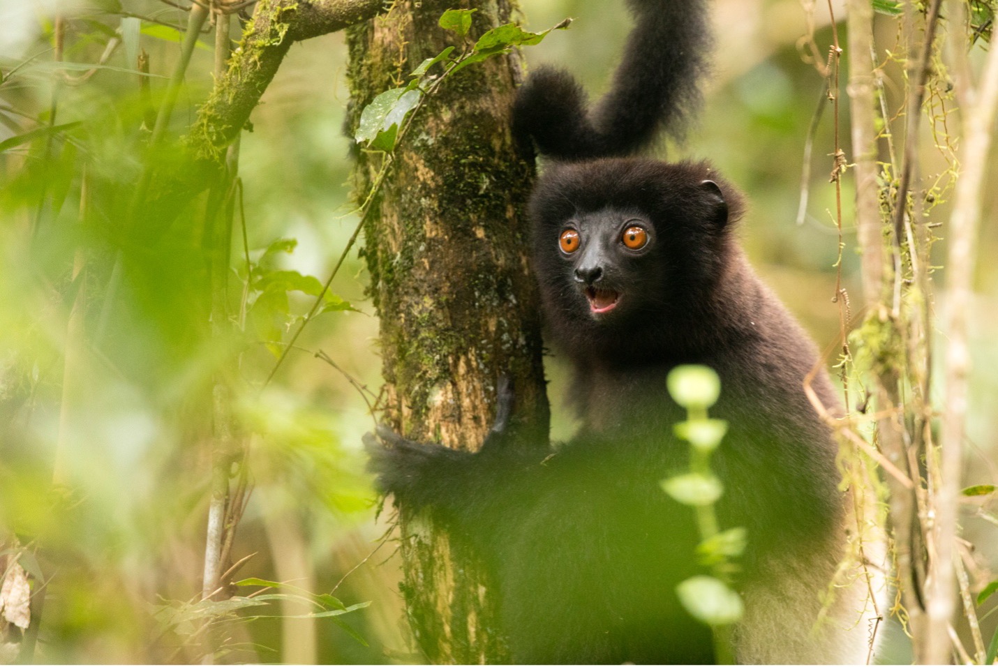a sifaka lemur is in a tree with a unique momentary expression