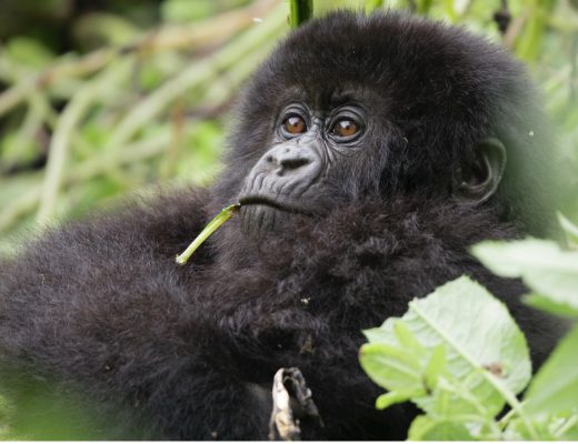 a baby gorilla chews on a plant