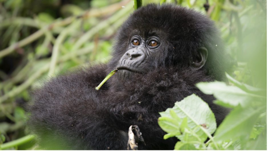 a baby gorilla chews on a plant