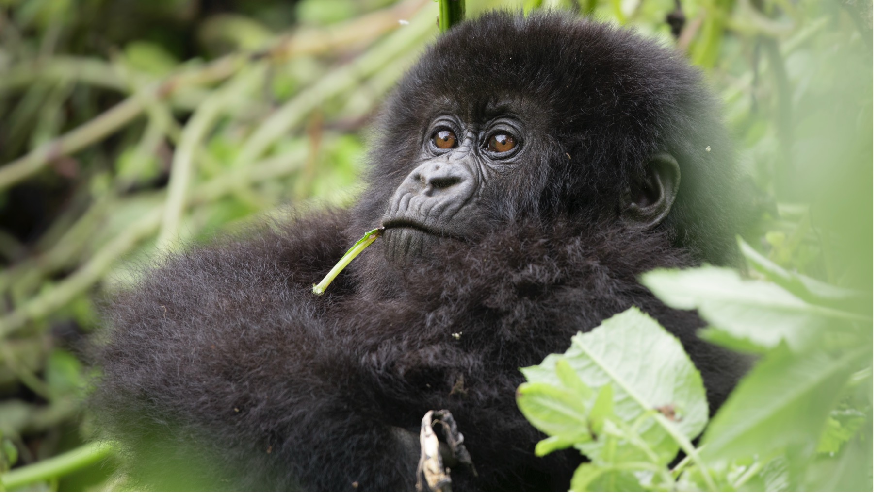a baby gorilla chews on a plant