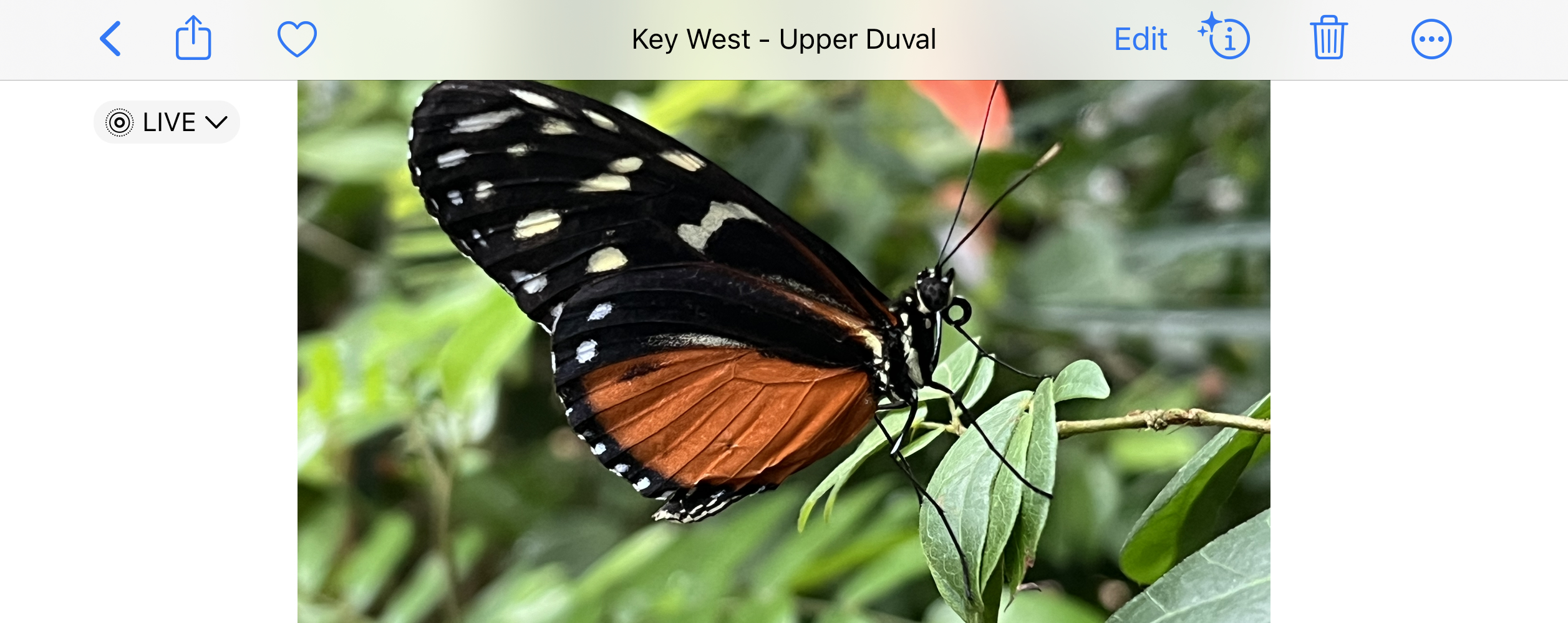 showing a 4:5 ratio photo of a butterfly on a smartphone
