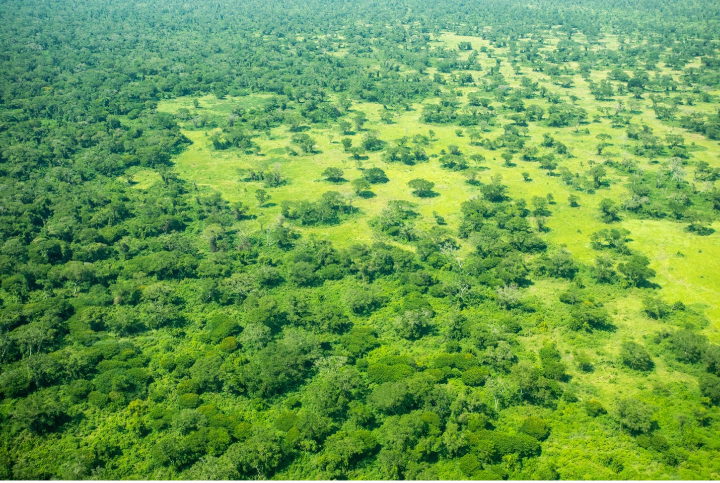 an aerial photo of a rain forest in uganda