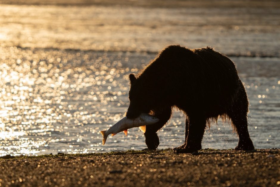 silhouetted alaskan brown bear fishing