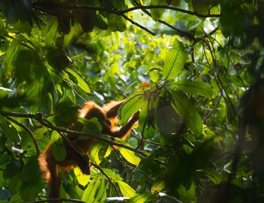 orangutan silhouette in the trees