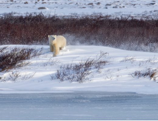 a lone polar bear walks on a ridge of snow