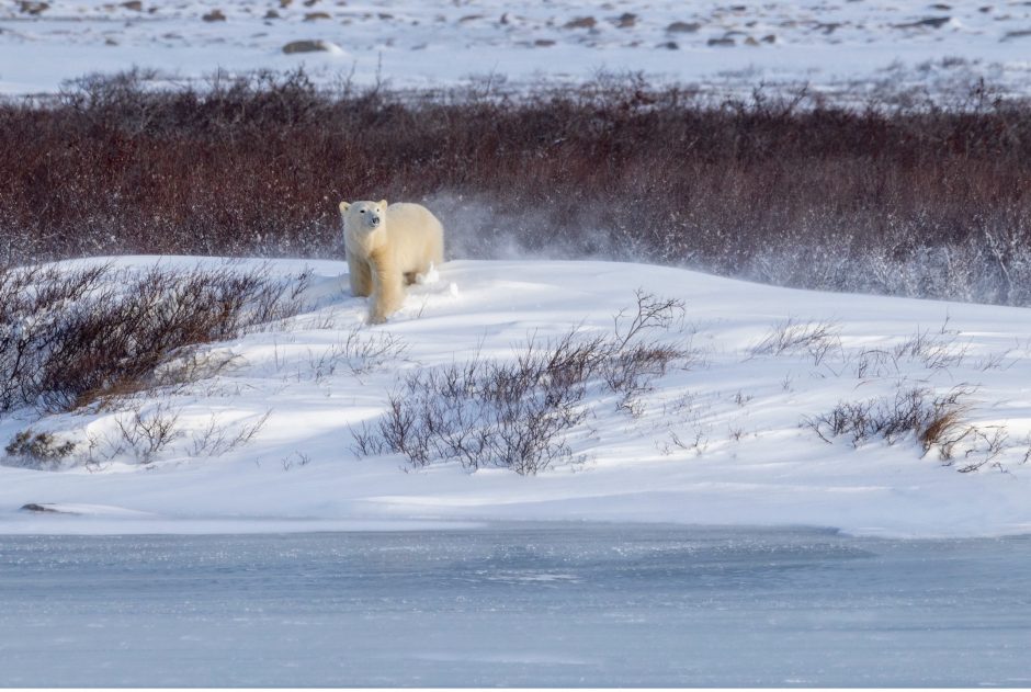 a lone polar bear walks on a ridge of snow