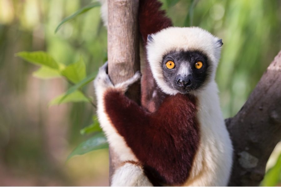 a sifaka in Madagascar looks at the camera