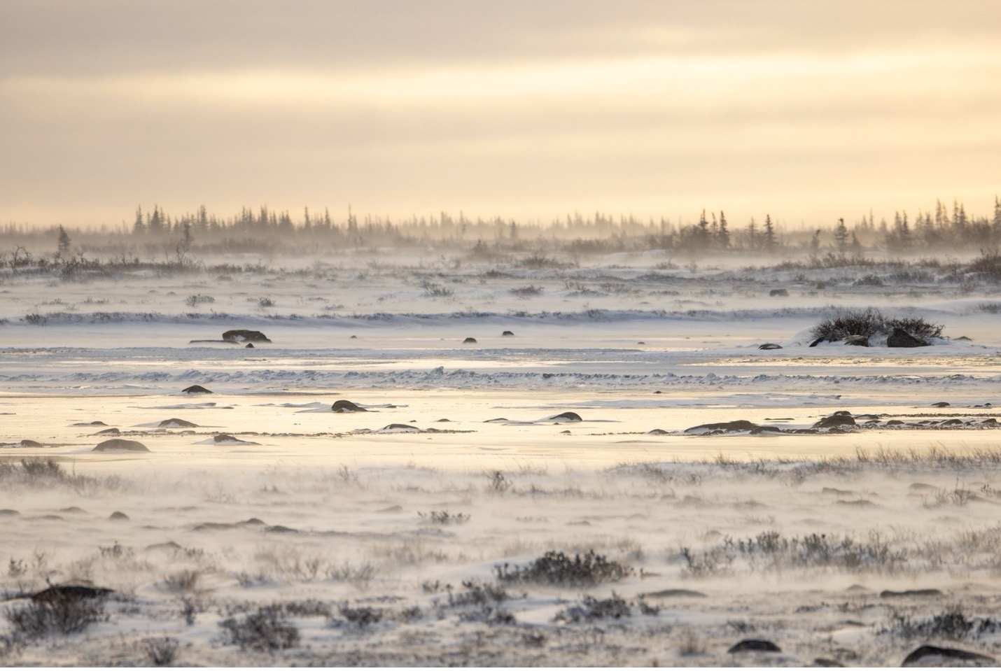 a warm yellow caste shines on the tundra