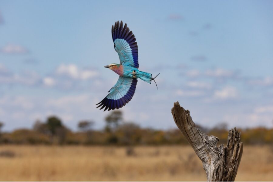 a lilac-breasted roller in full wing stretch