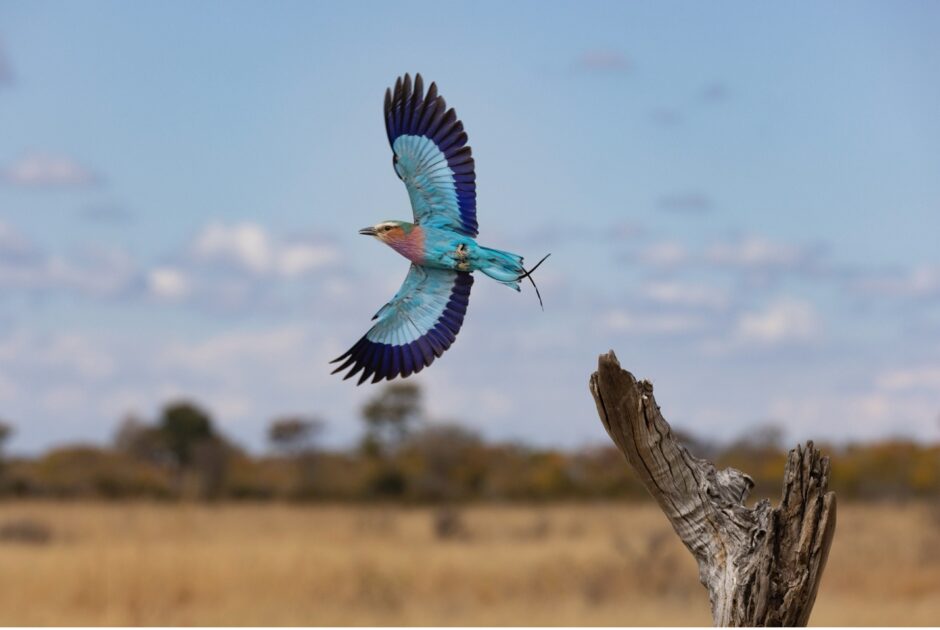 a lilac-breasted roller in full wing stretch