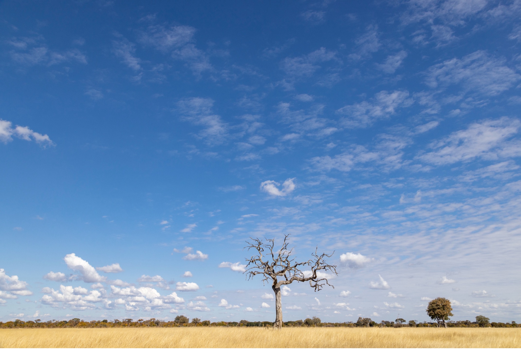 a lone tree in Africa under a massive blue sky