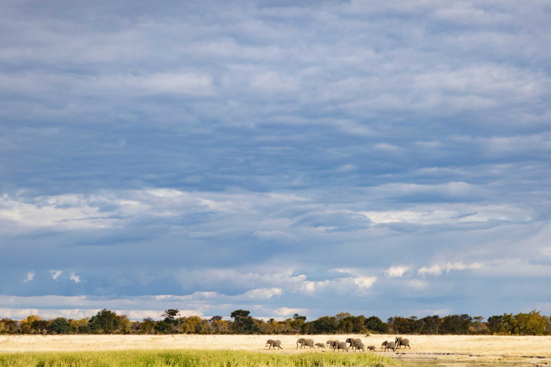 a herd of elephants walk across the savanna in exaggerated composition