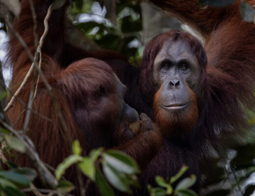 two orangutans sit in a tree