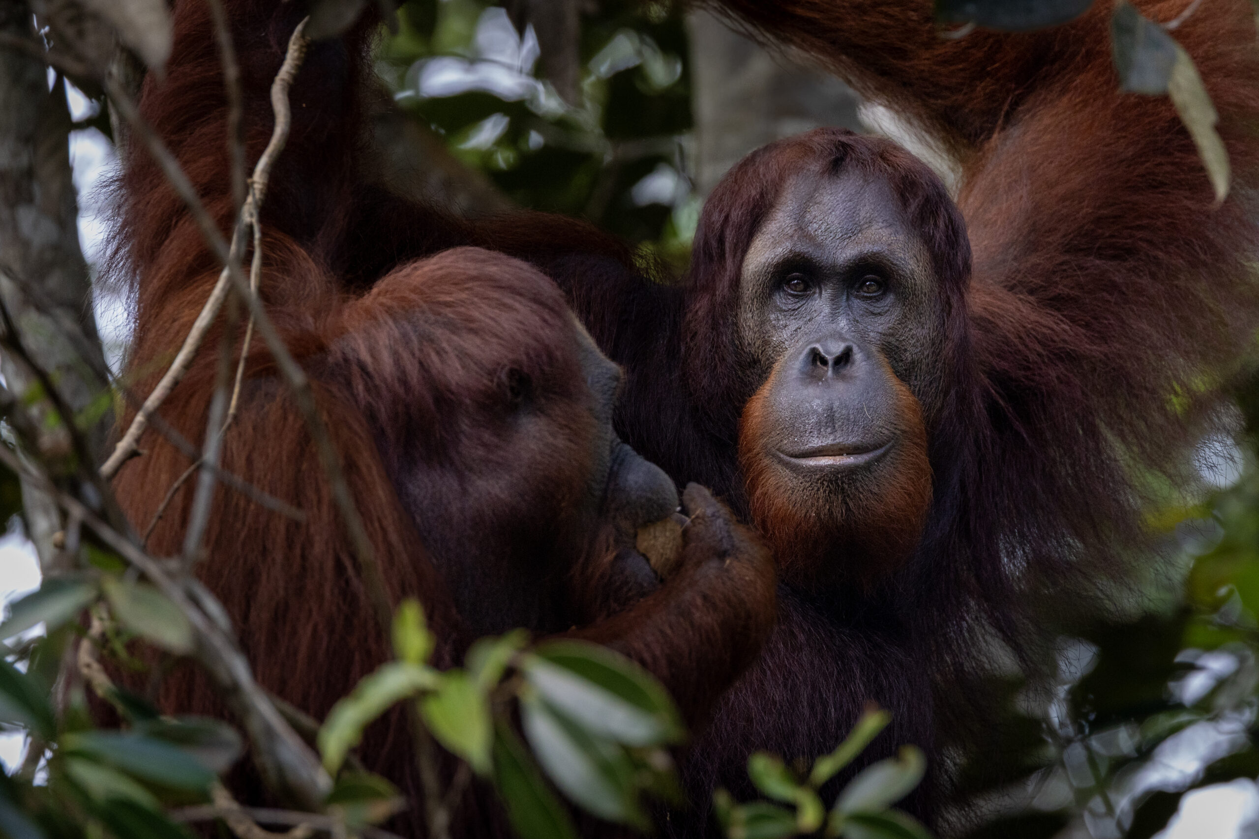 two orangutans sit in a tree