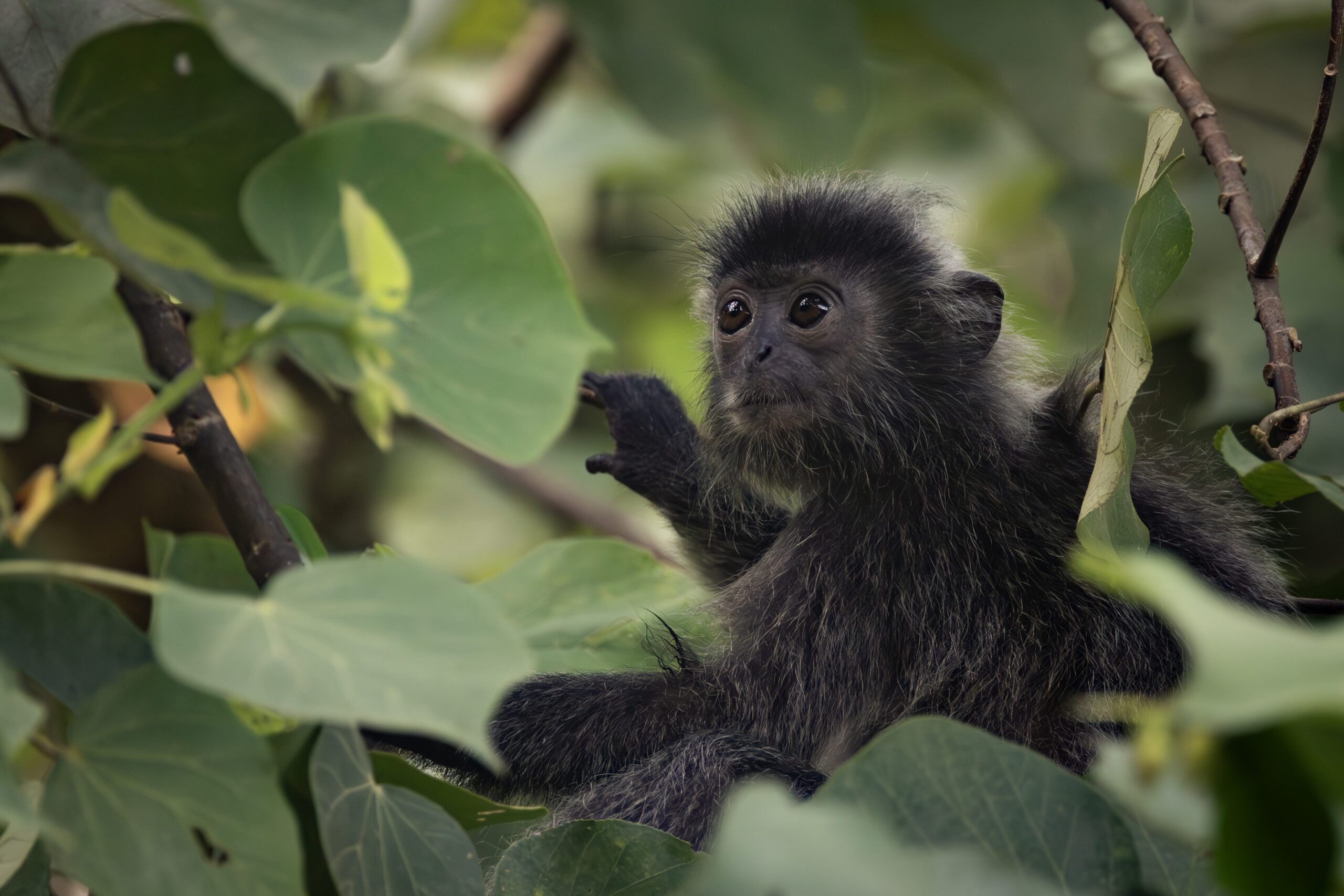 a silver leaf monkey juvenile sits in a tree