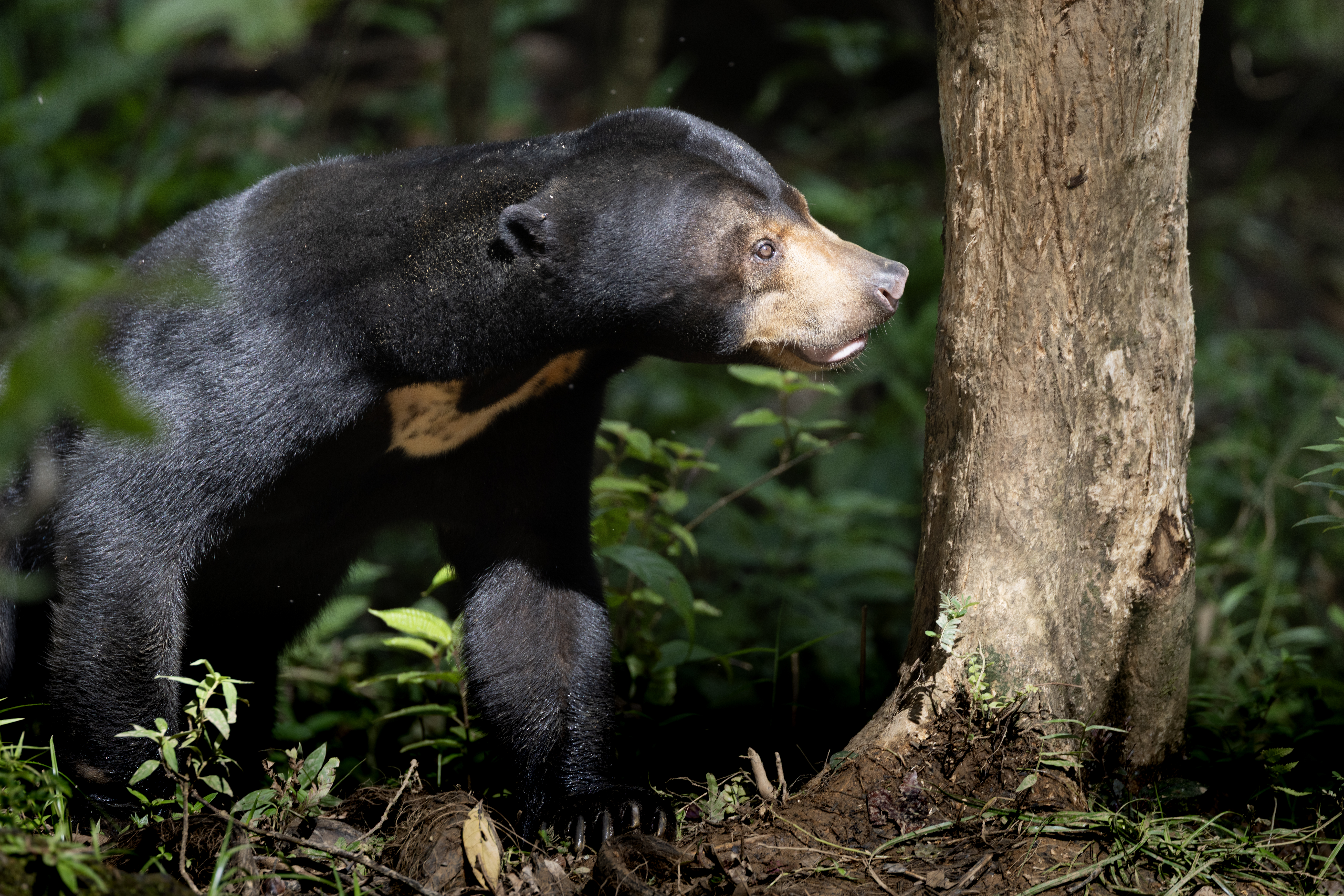 a sun bear profile photo