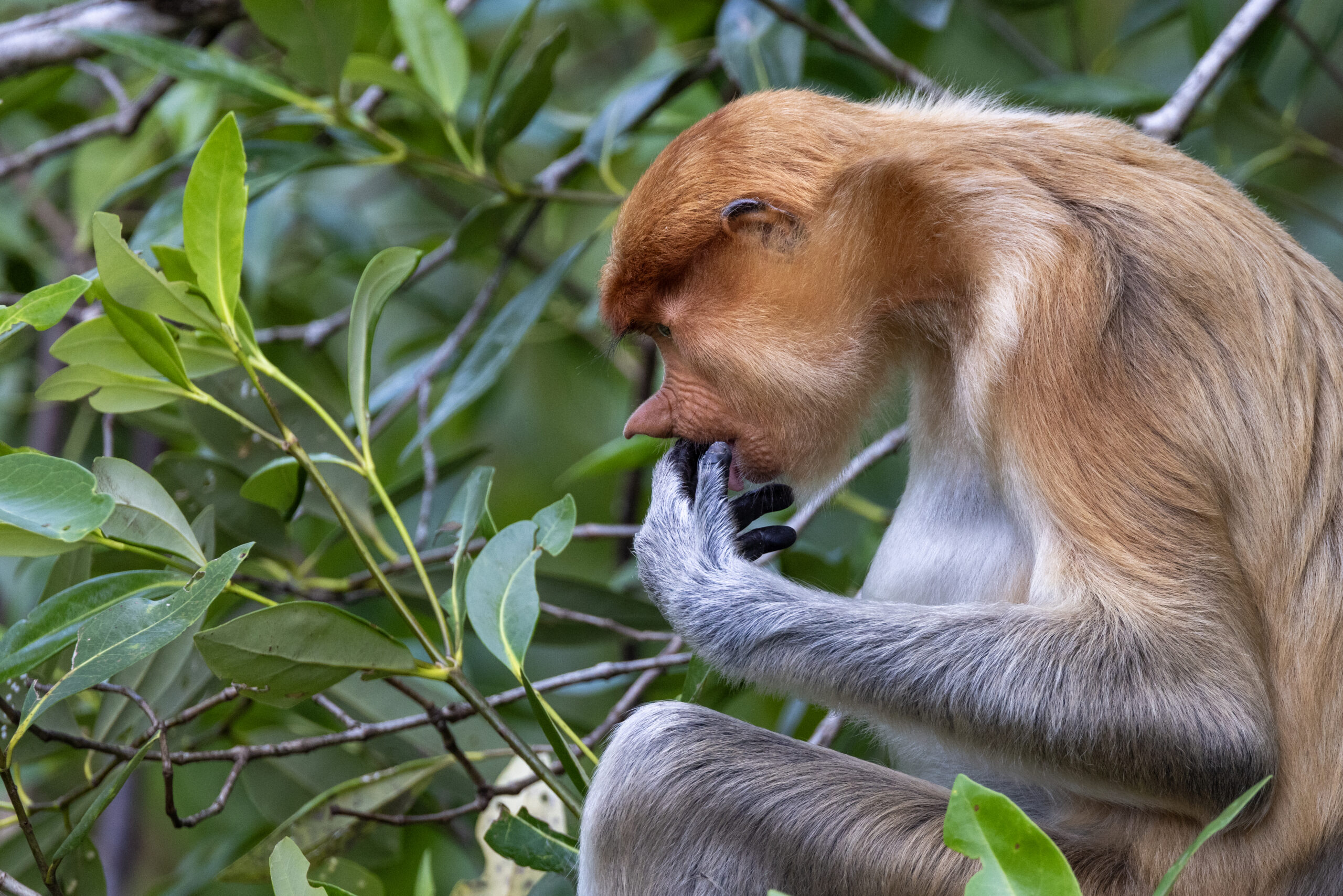 a proboscis monkey takes a break from feeding