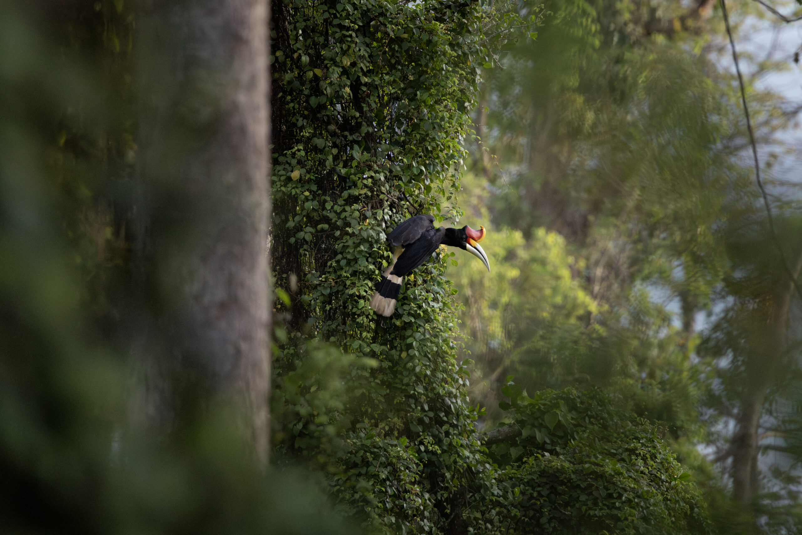 a hornbill perches on a tree on the Kinabatangan River