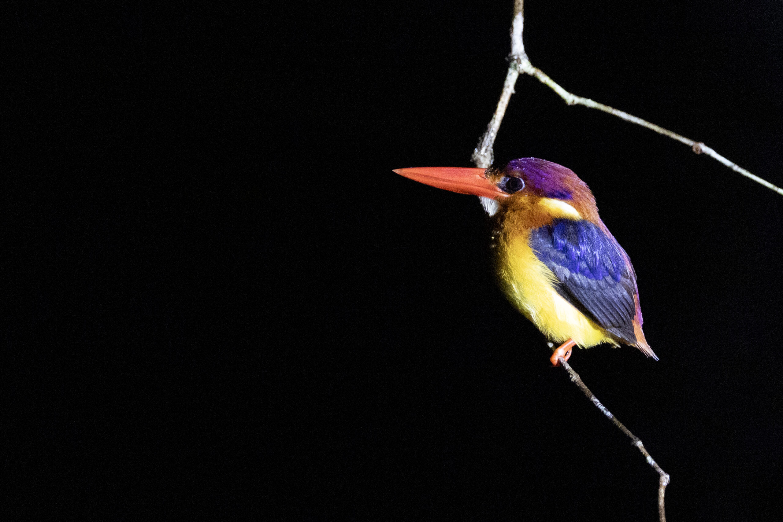 a kingfisher bird perches on a branch at night