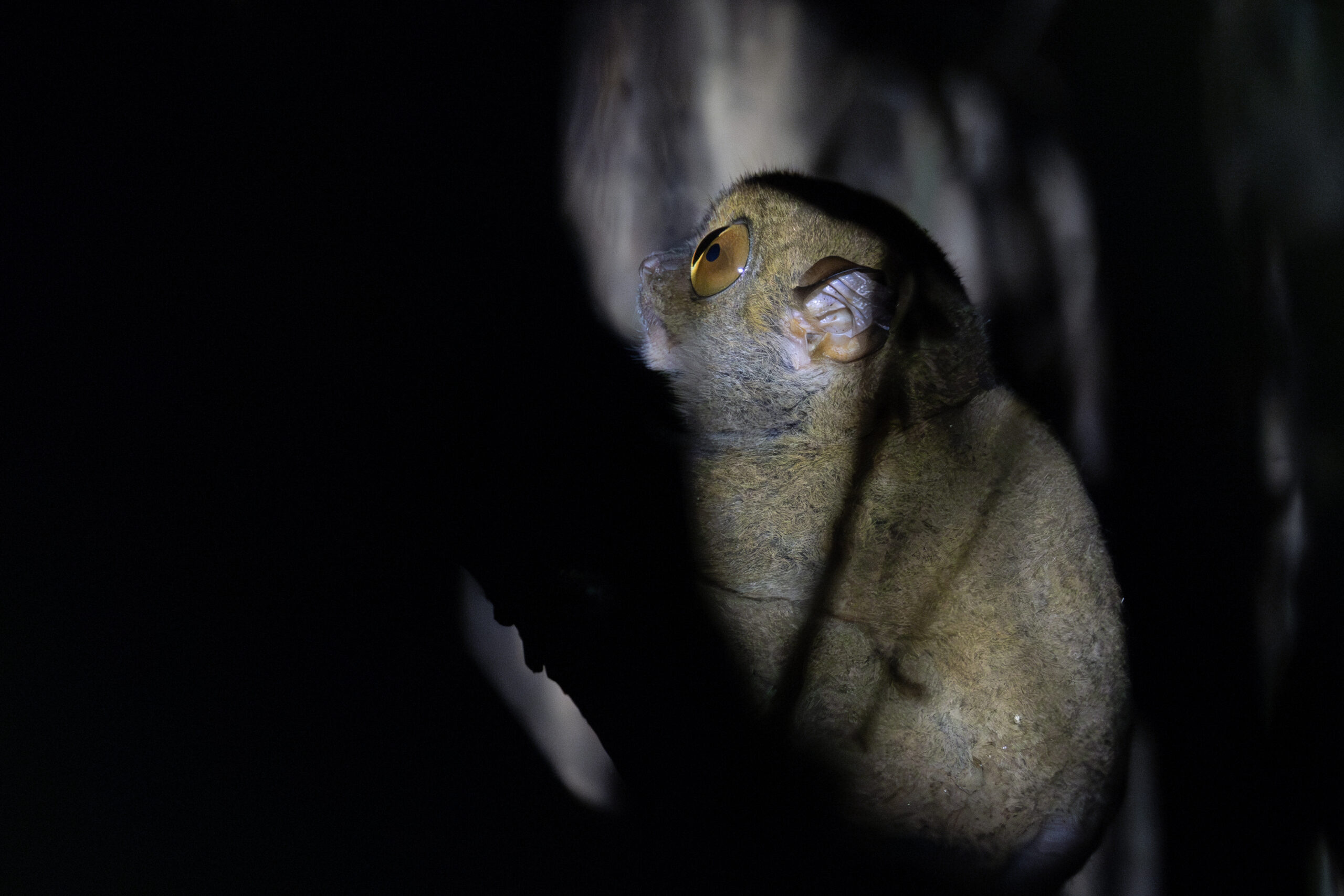 a western tarsier peers upward in Borneo