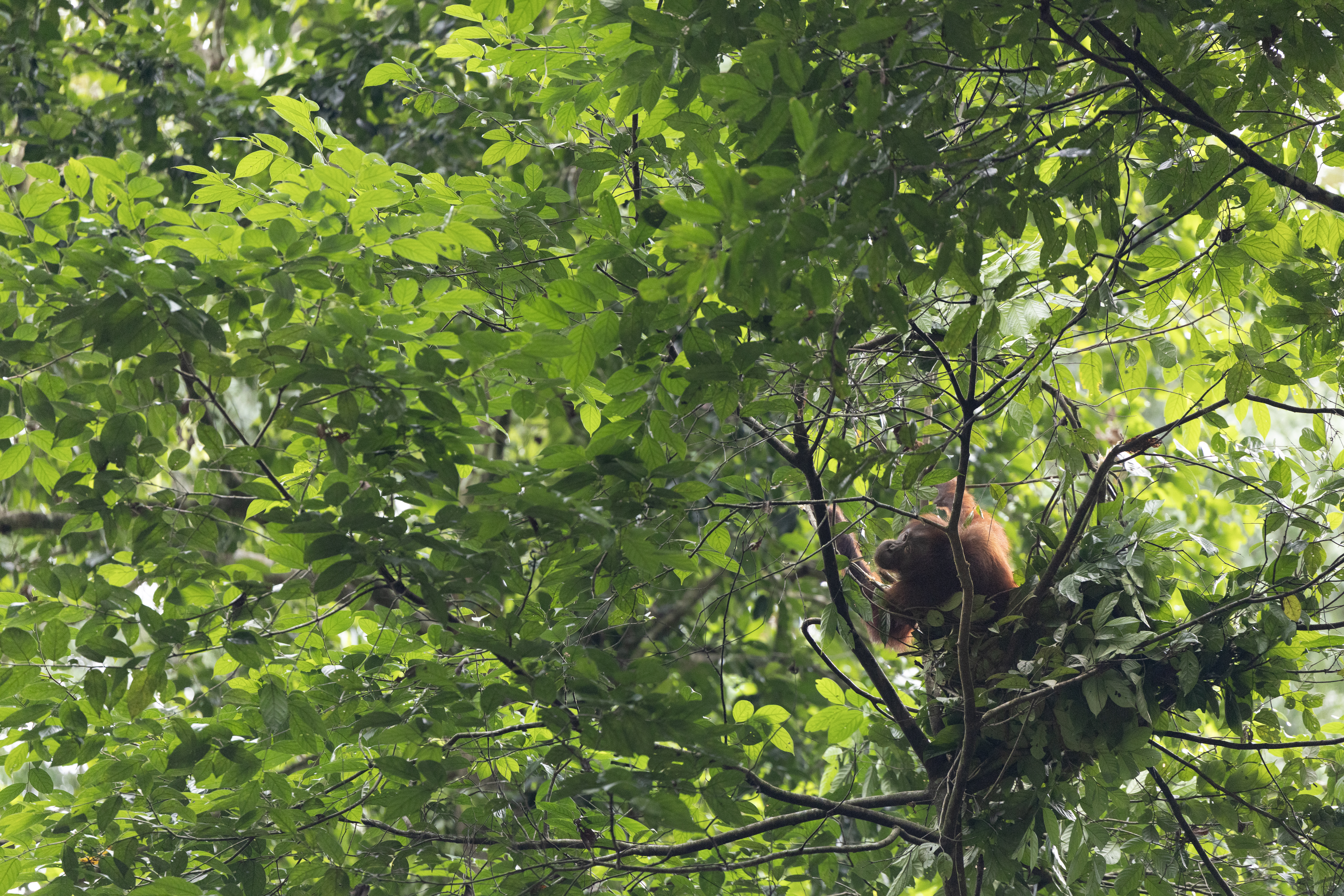an orangutan sits from its nest in Borneo