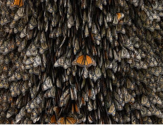 monarchs are layered on a tree in the monarch colonies