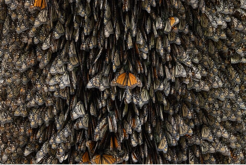 monarchs are layered on a tree in the monarch colonies