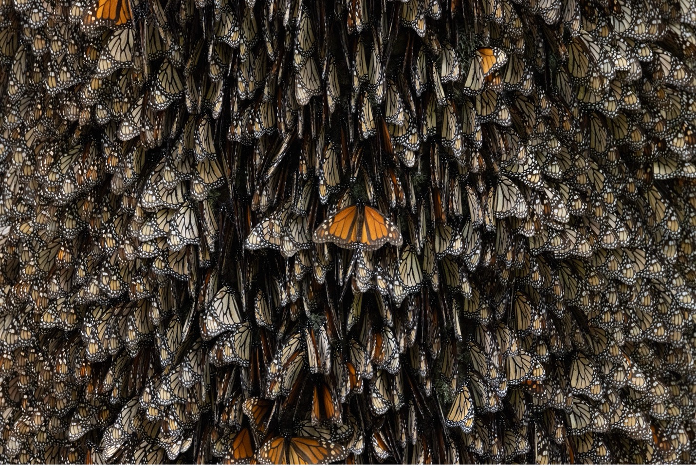 monarchs are layered on a tree in the monarch colonies