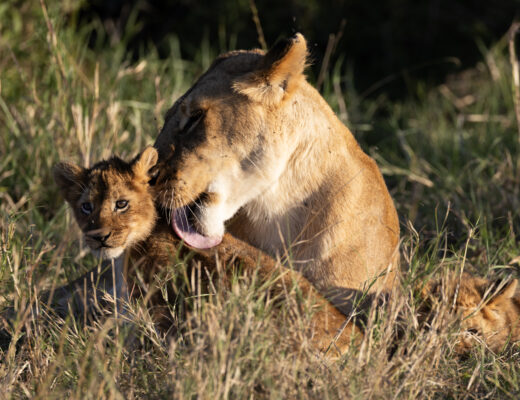 a mother lion grooms her cub