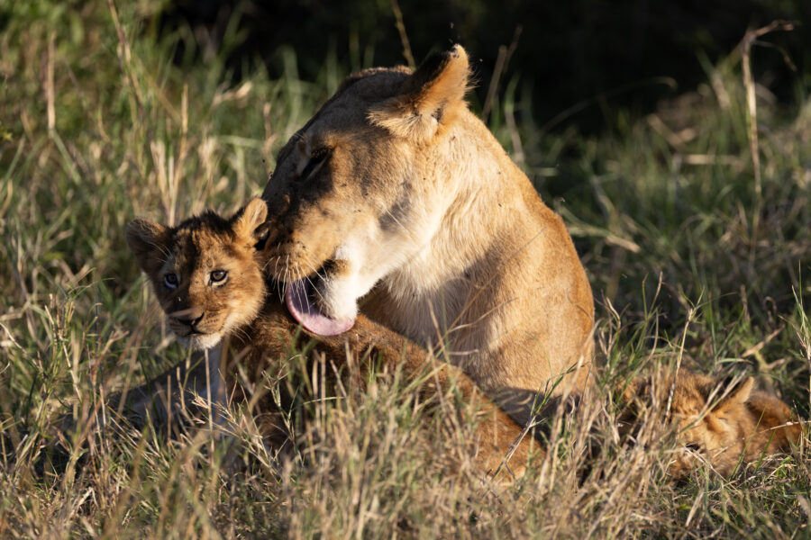 a mother lion grooms her cub