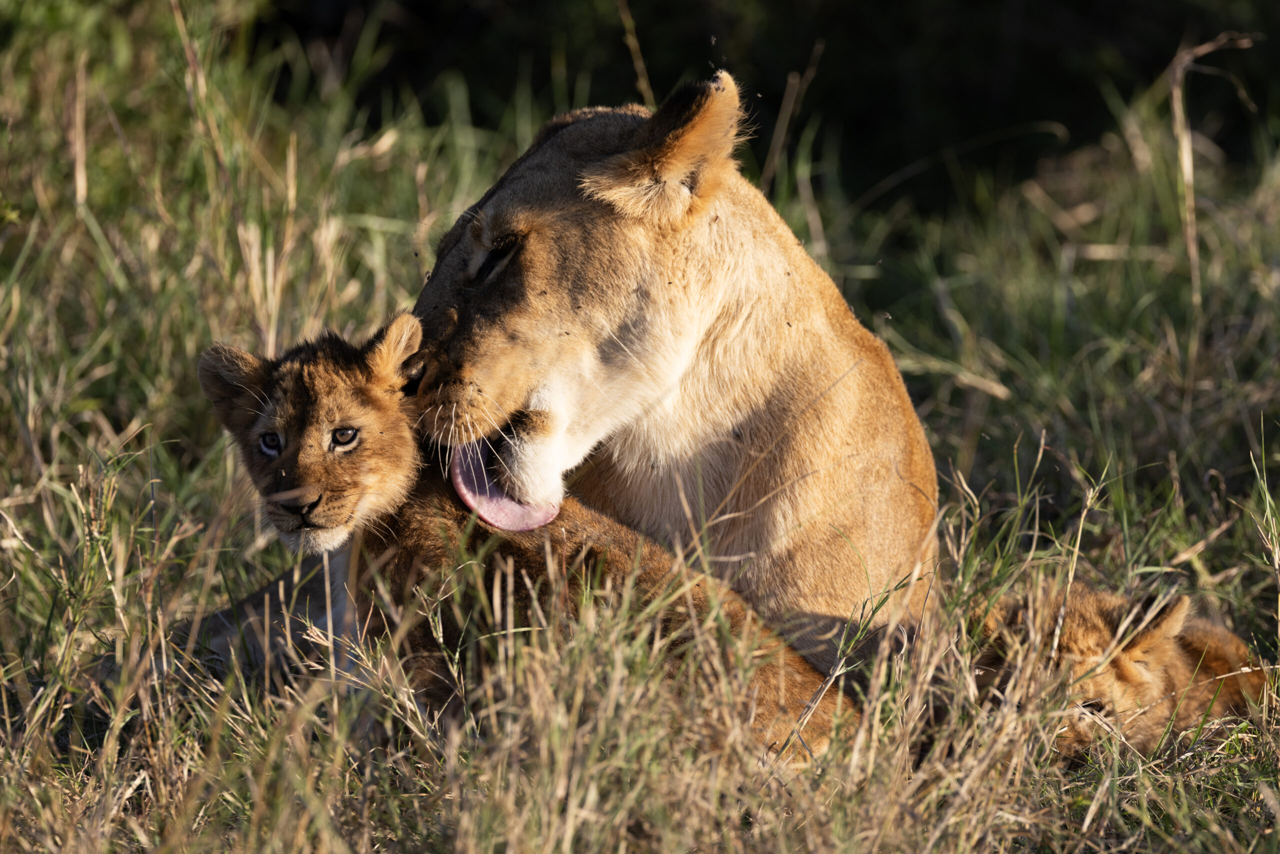 a mother lion grooms her cub