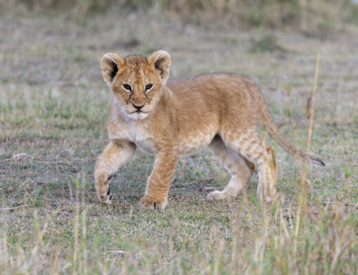 a young lion cub walks across the Serengeti