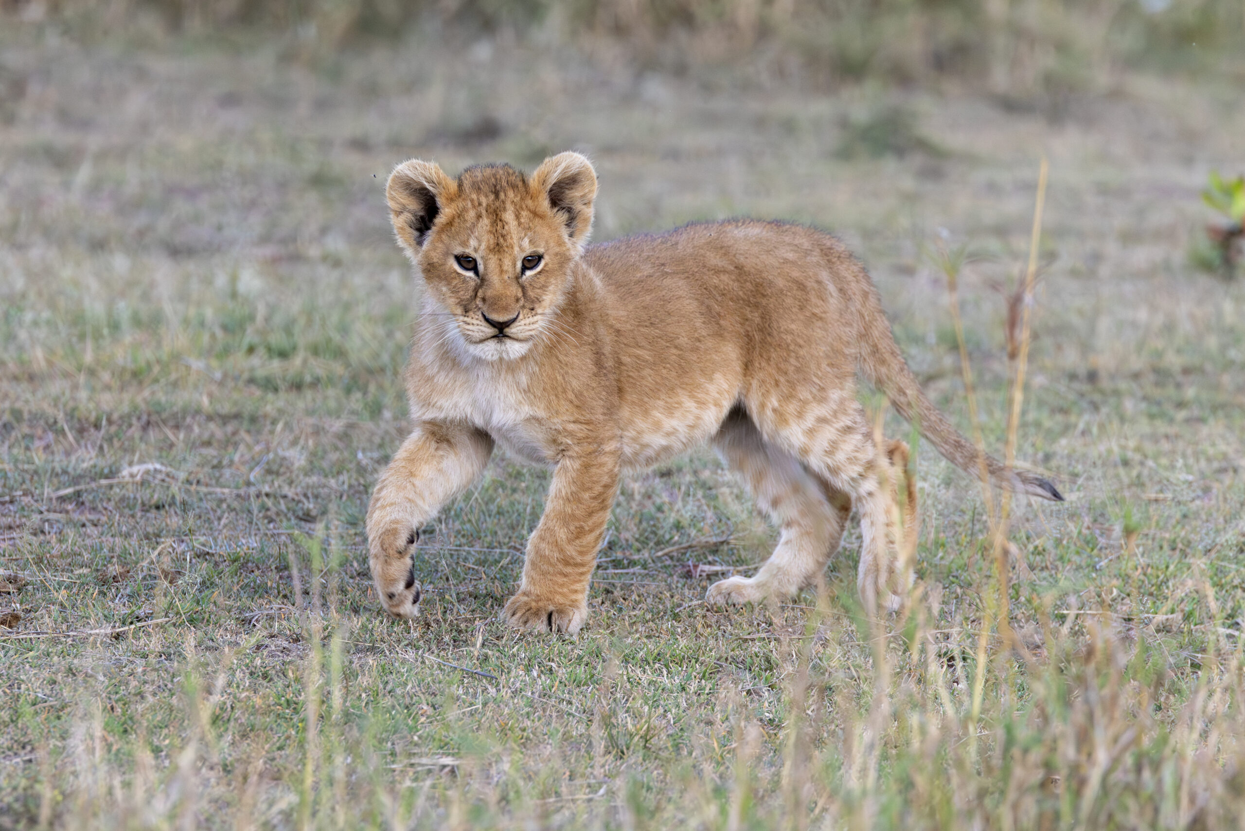 a young lion cub walks across the Serengeti