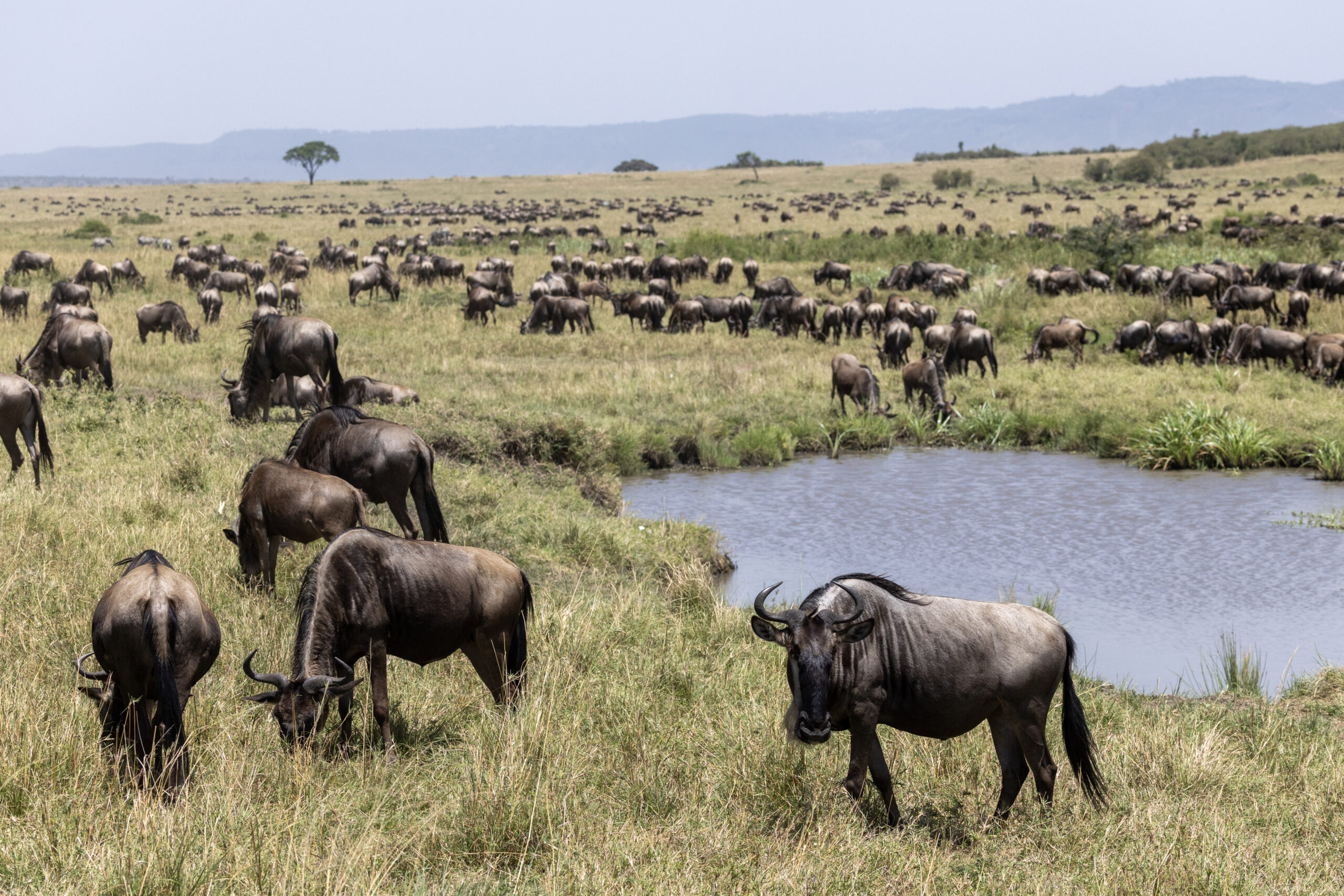 wildebeest gather near water