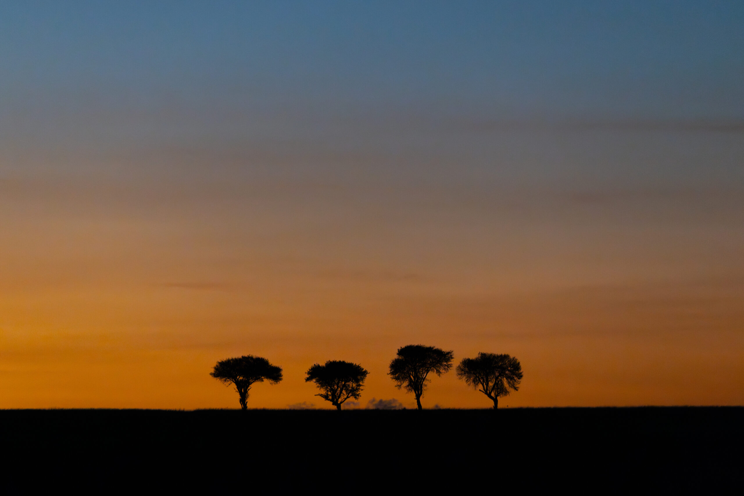 four trees are silhouetted against the African sunset