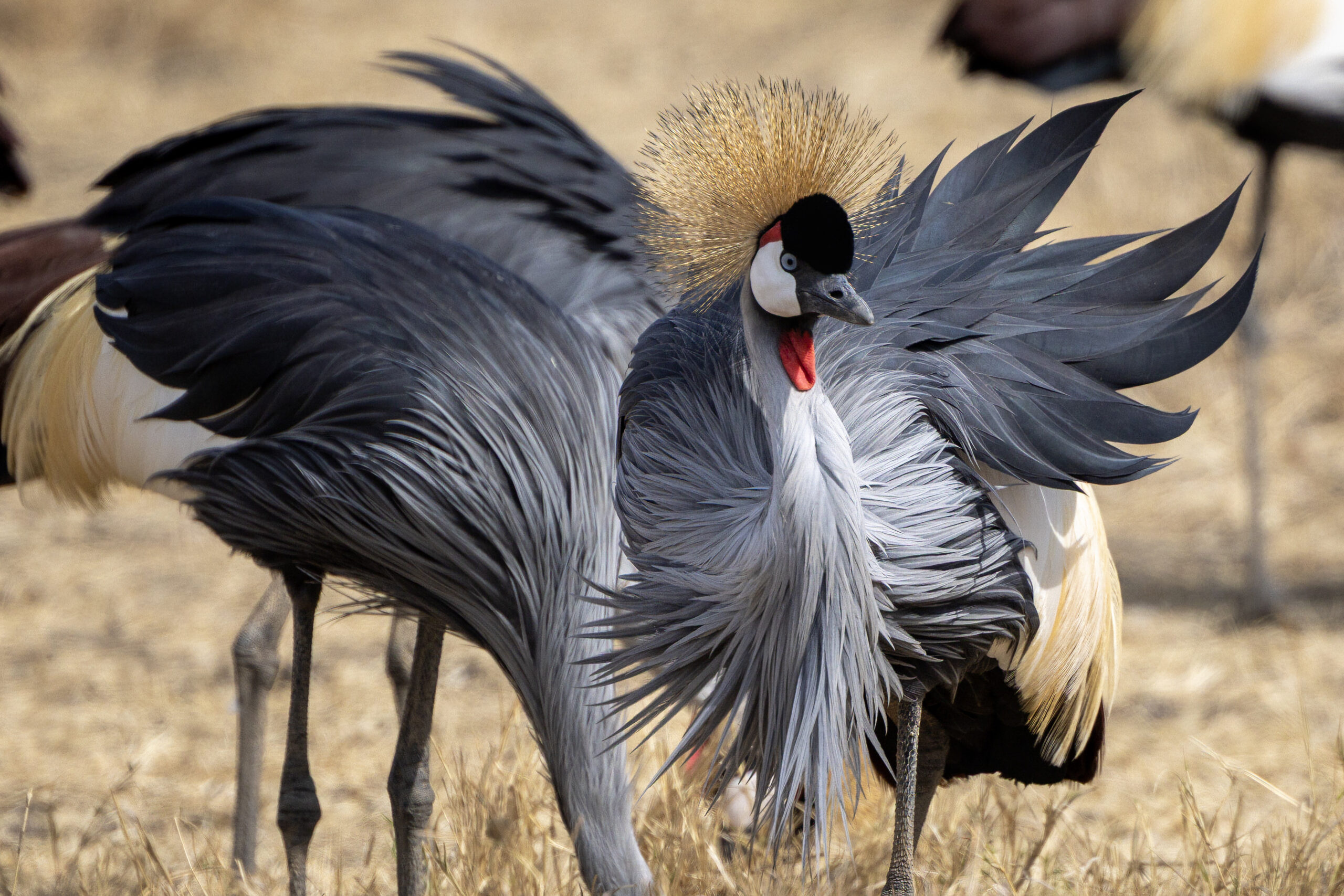 a crowned crane fluffs its feathers