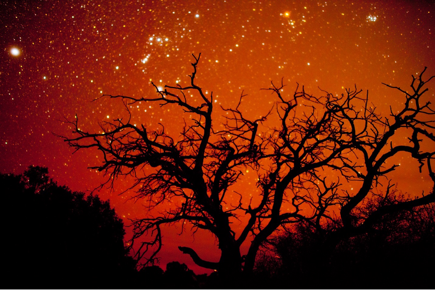 an orange night sky with a tree