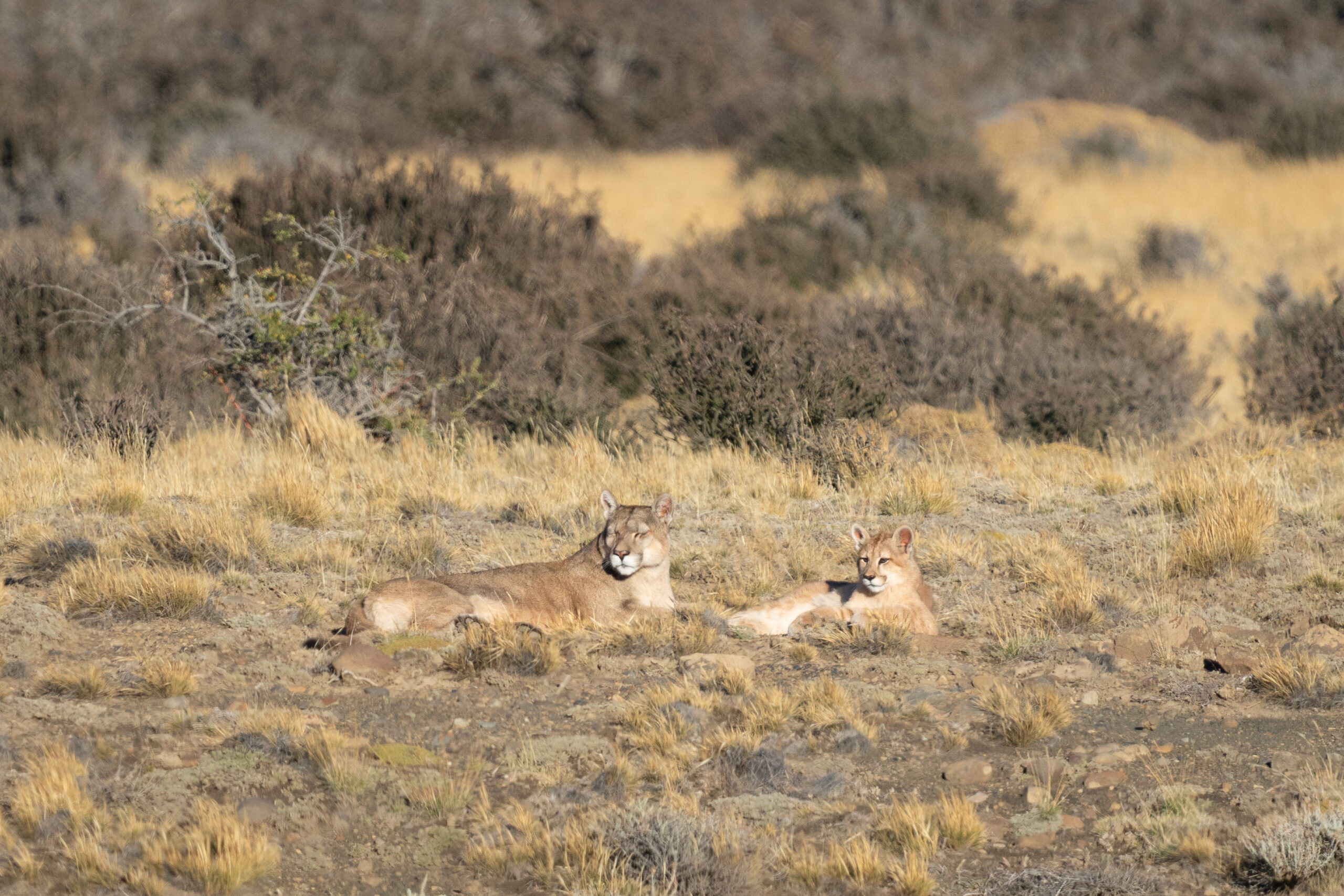 pumas resting in Patagonia