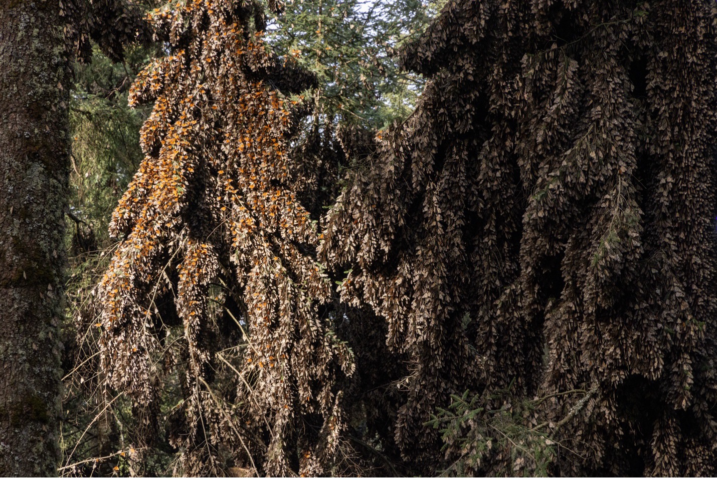 clusters of monarchs hang in the trees
