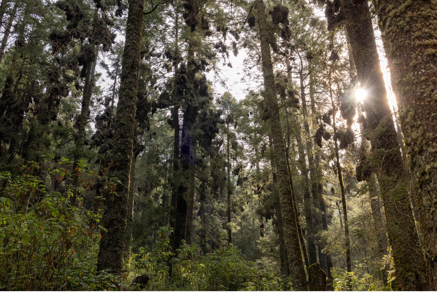 a wide shot of the monarch butterfly colony