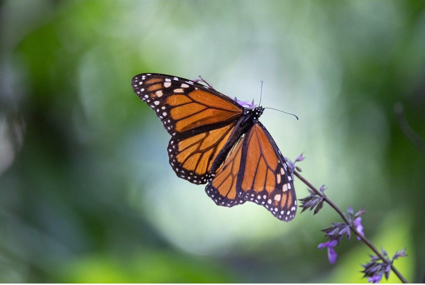 a single monarch perches