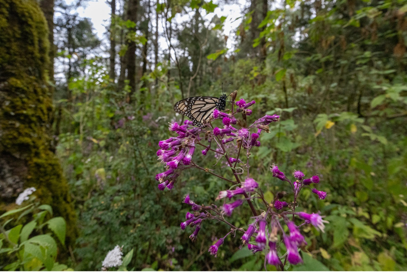 a single monarch is on a flower in a big scene